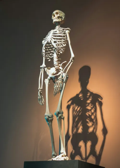 Anatomy